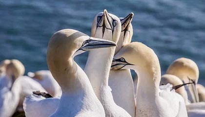 以军以哈马斯违规为由轰炸加沙,停火协议失效且中东局势面临危机