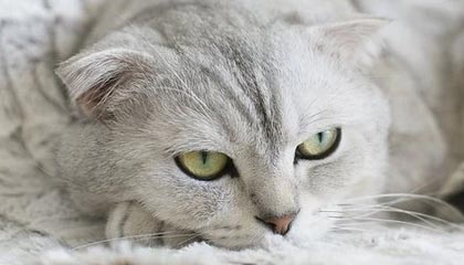 以军以哈马斯违规为由轰炸加沙,停火协议失效且中东局势面临危机