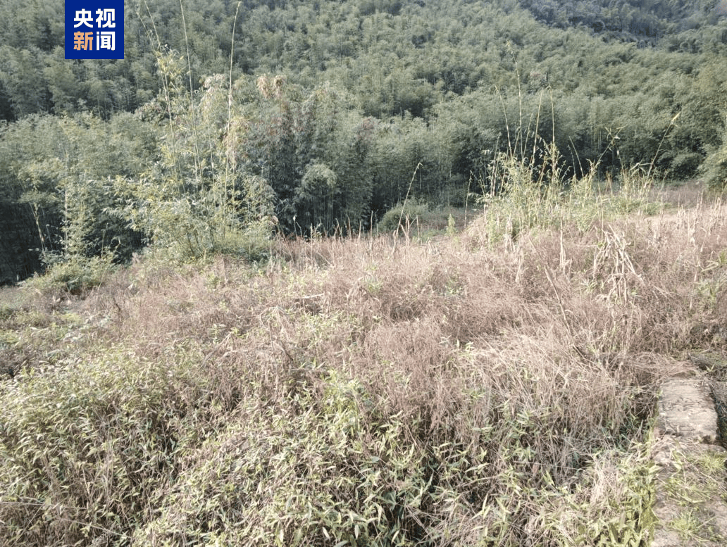 竹子砍了地却种不上 贵州赤水被指“整改复耕”存形式主义