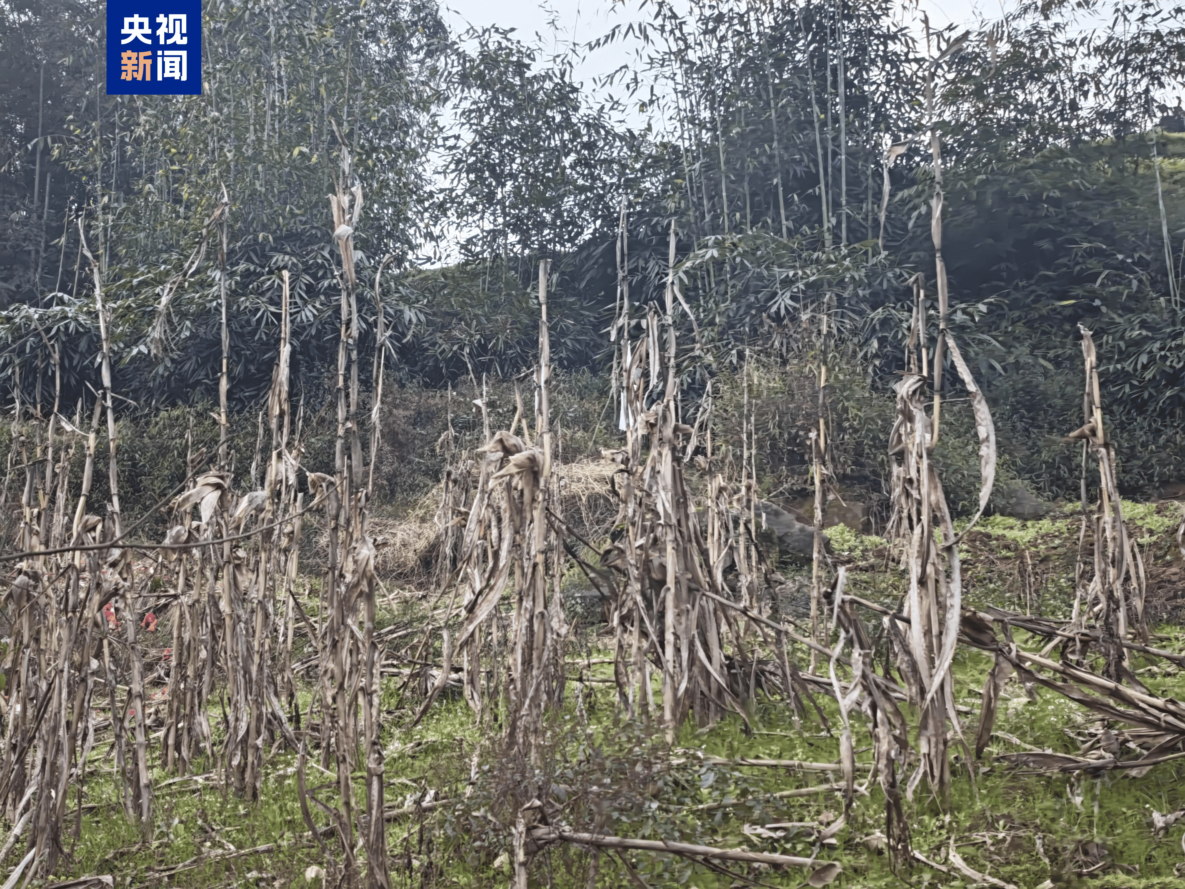 竹子砍了地却种不上 贵州赤水被指“整改复耕”存形式主义