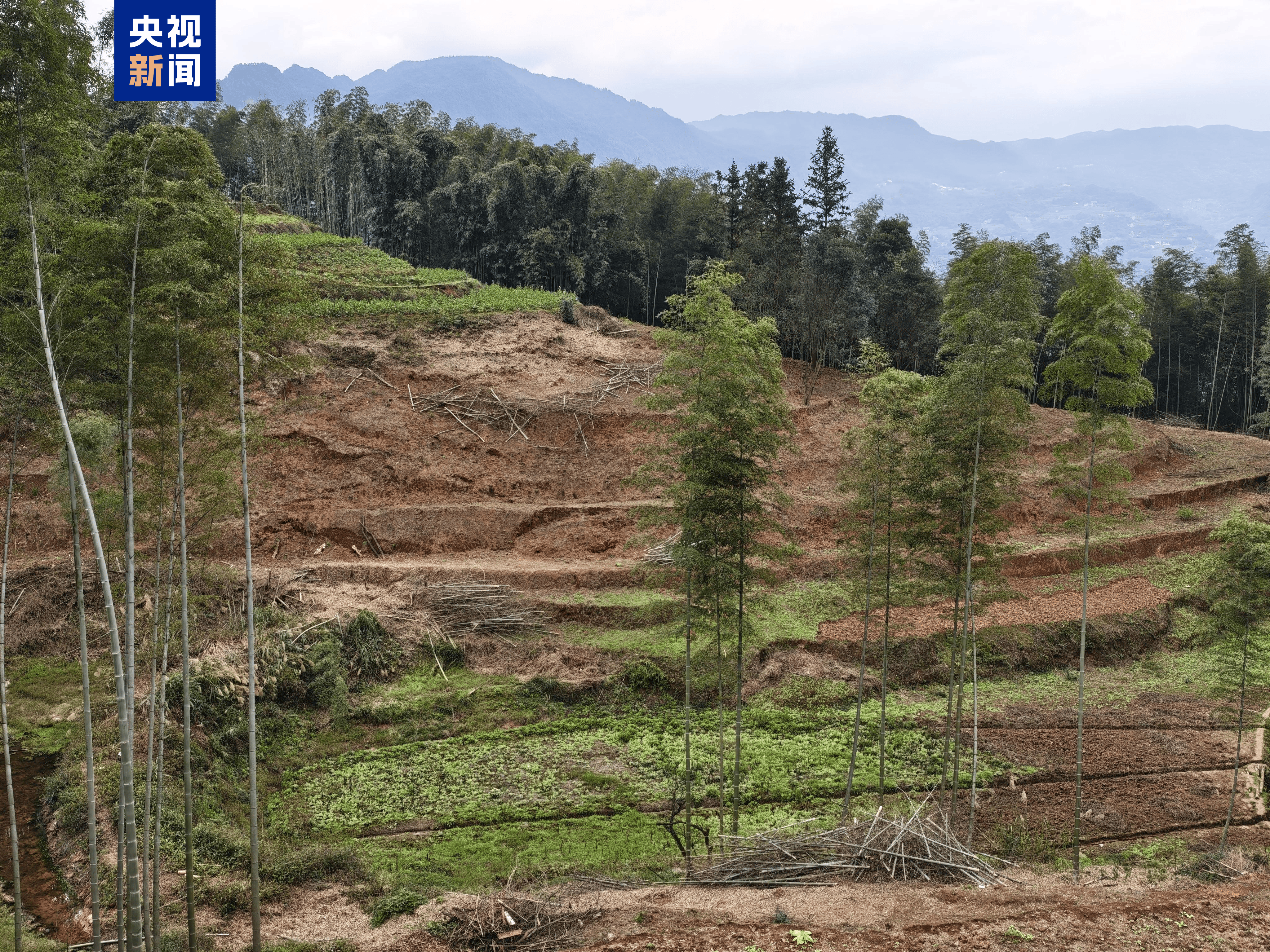 竹子砍了地却种不上 贵州赤水被指“整改复耕”存形式主义