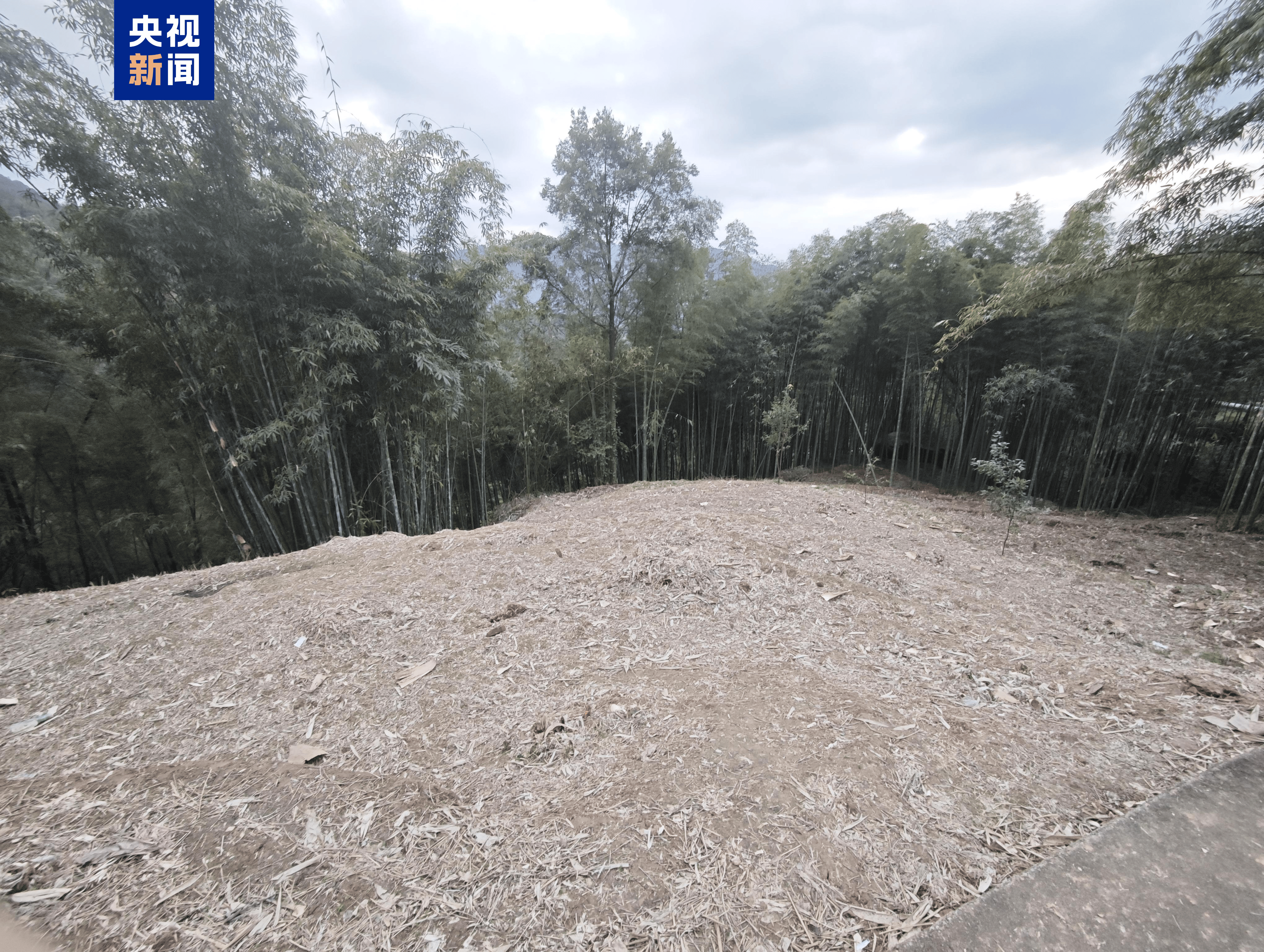 竹子砍了地却种不上 贵州赤水被指“整改复耕”存形式主义