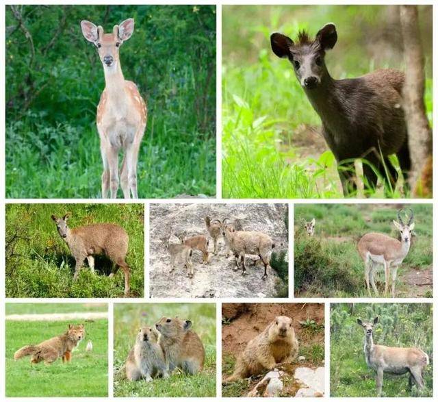 “感谢大家支持我大闹天宫……”蔡国强烟花秀现场感言视频披露,又遭质疑!