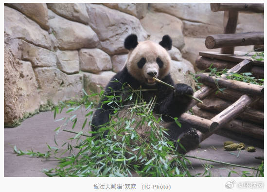 旅法大熊猫“欢欢”被诊断出肾功能不全，将于11月底提前回国