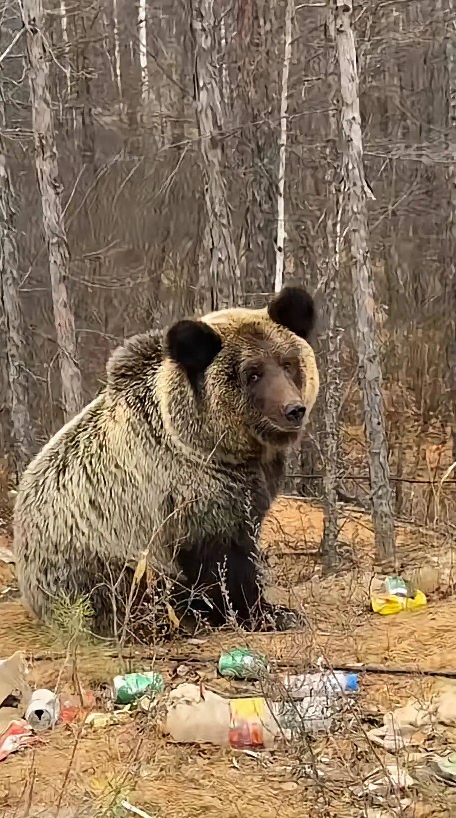 男子在大兴安岭林区偶遇野生棕熊，附近垃圾成片被吐槽，当事人：已有人员打扫