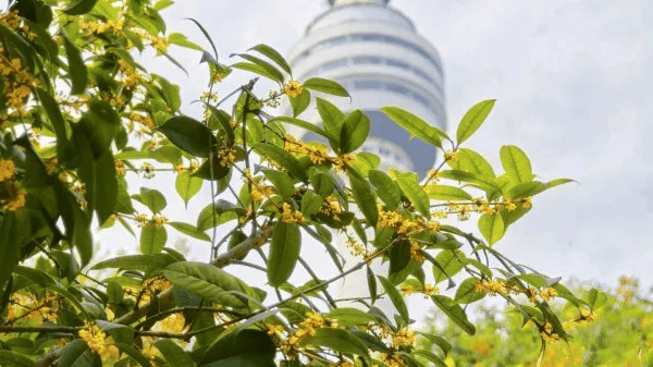 满城都是甜甜的!不要捡,不要吃!