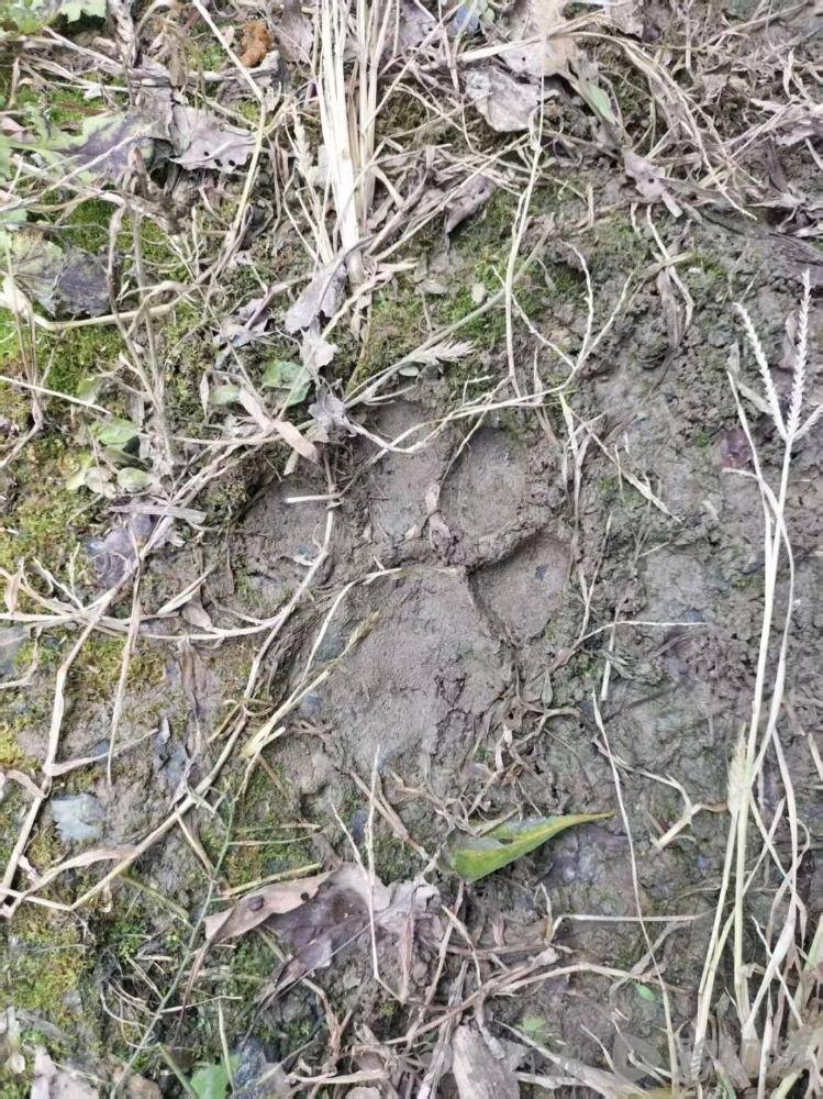 湖北鹤峰县疑再现老虎踪迹，村民家猪遭袭，玉米地发现脚印，此前男子自称干农活时被抓伤，当地回应
