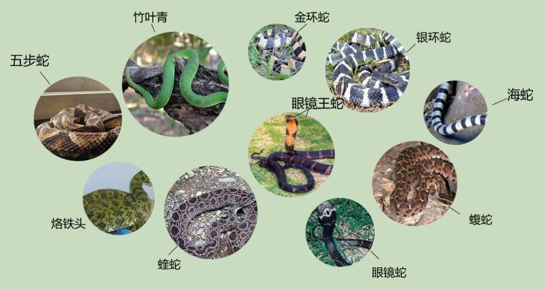 女子半夜上厕所,马桶里突然窜出一条蛇!