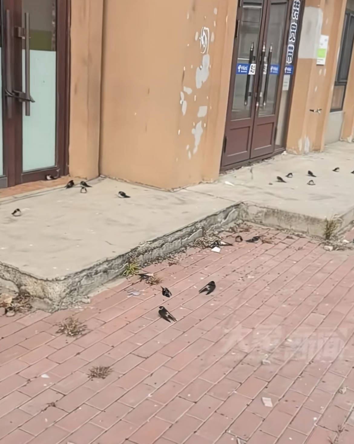 黑龙江五常上百只燕子滞留没南飞冻死不少,当地林草局:自然现象,气温骤降燕崽没扛住