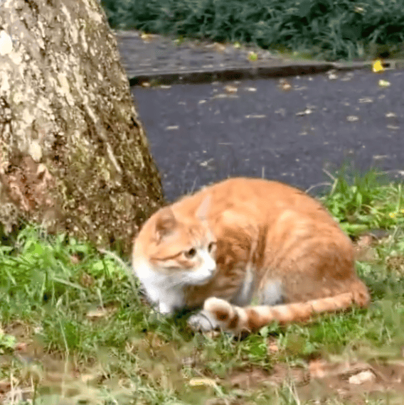 “小橘子”不幸离世,剧组凌晨紧急道歉,涉事司机引咎辞职!