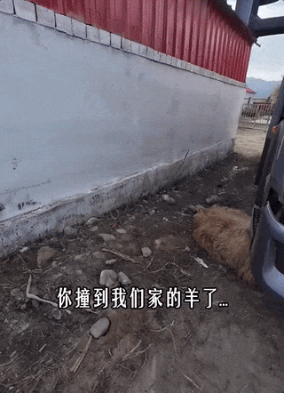 游客撞伤一只羊，牧民说：“跟我走！”结局太意外！