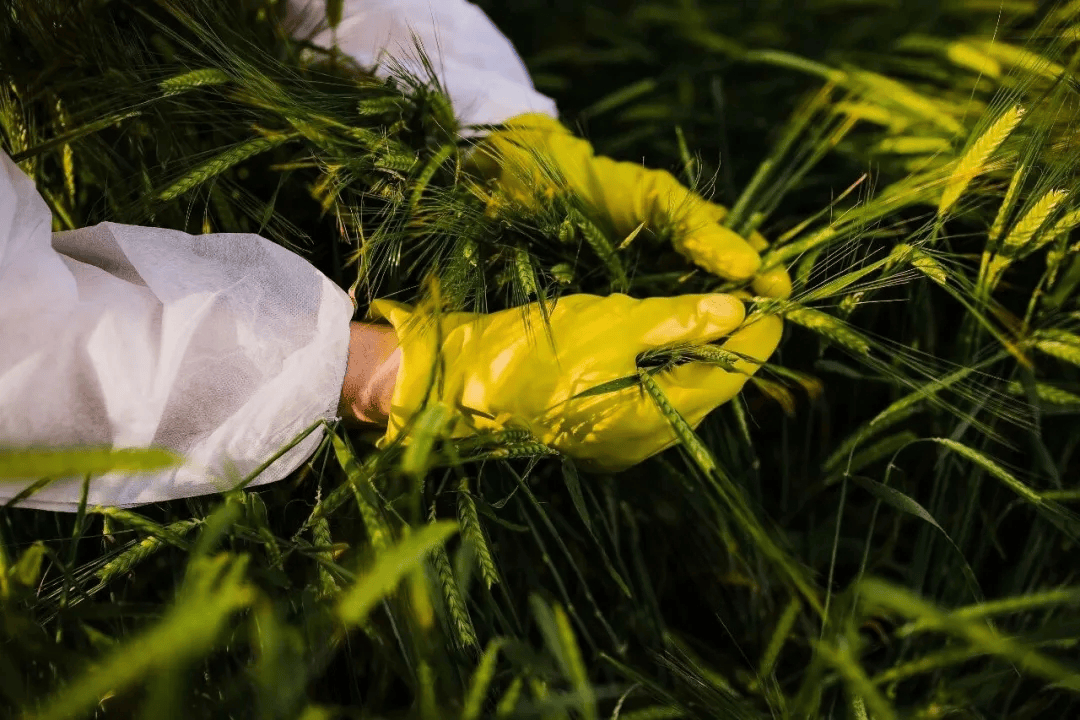 警惕!田里有间谍 警惕!田里有间谍