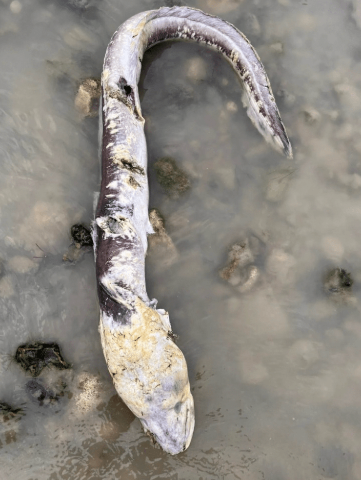 英国海边出现巨型“海怪”,当地居民:像外星生物