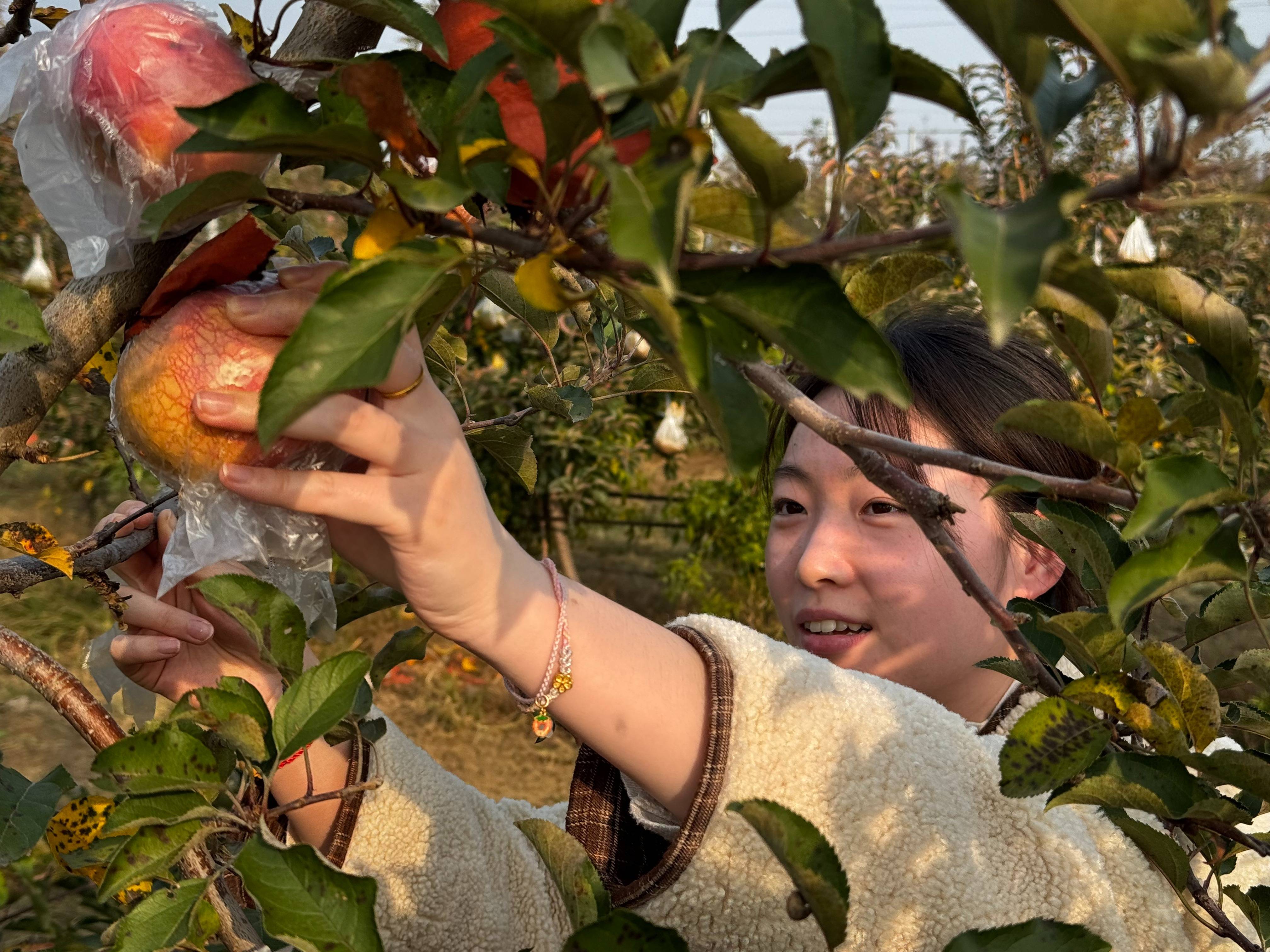 “淮北为啥不种橘子?”果农:因为我们有更甜的王牌