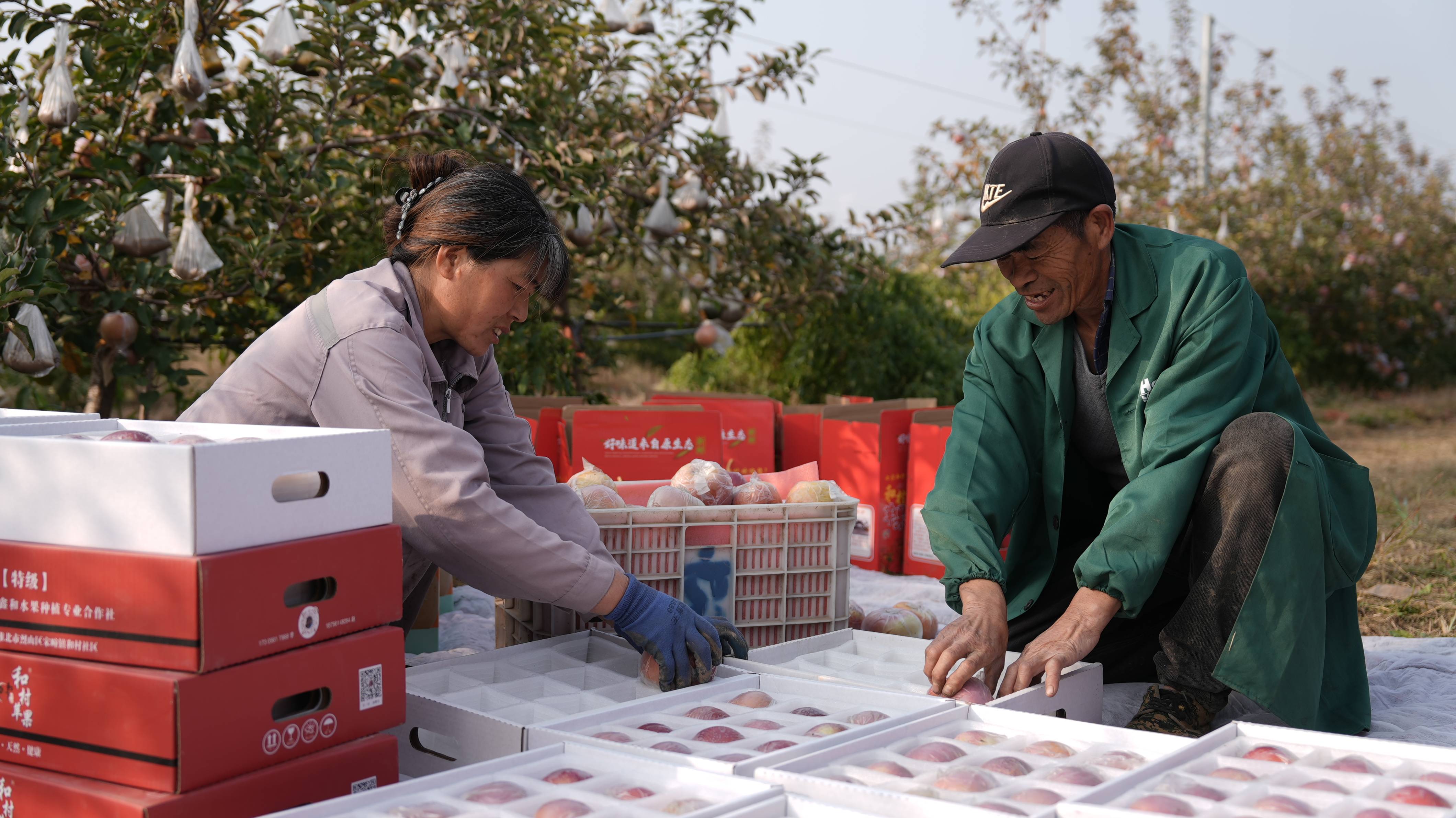 “淮北为啥不种橘子?”果农:因为我们有更甜的王牌